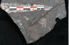 Foto (Detailansicht) von Plantae indet.  (NHMW-GEO-2024-0188-11201)